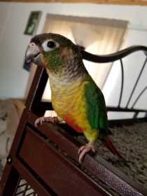 Lost Conure