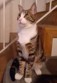 Lost Cat