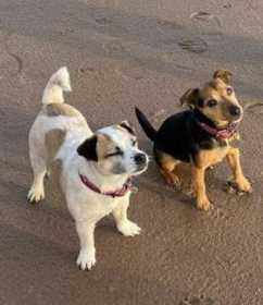 Lost Dog