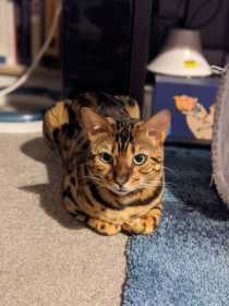 Lost Cat