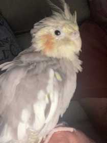 Lost Cockatiel