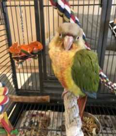 Lost Conure