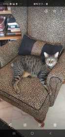 Lost Cat