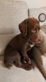 Lost Dog
