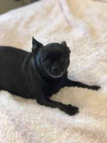 Lost Dog