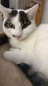 Lost Cat