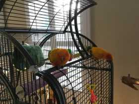 Lost Conure