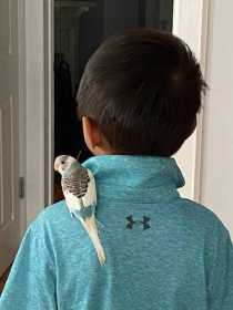 Lost Budgerigar