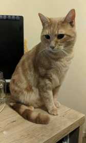 Lost Cat