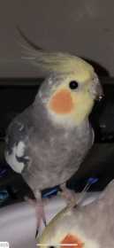 Lost Cockatiel