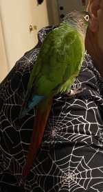 Lost Conure