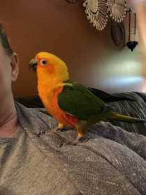 Lost Conure