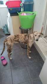 Lost Dog