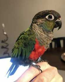 Lost Conure