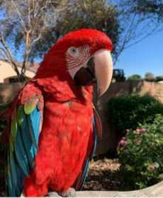 Lost Macaw