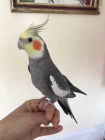 Lost Cockatiel