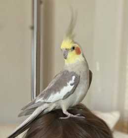 Lost Cockatiel