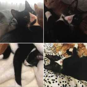 Lost Cat