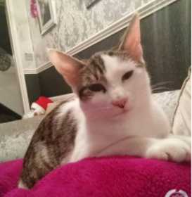 Lost Cat