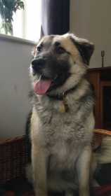 Lost Dog