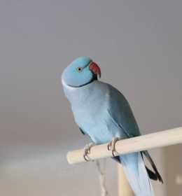 Lost Indian Ringneck Parakeet