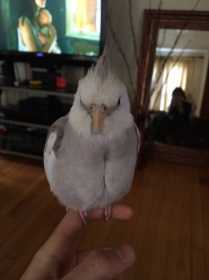 Lost Cockatiel