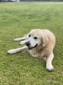 Lost Dog