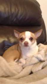 Lost Dog