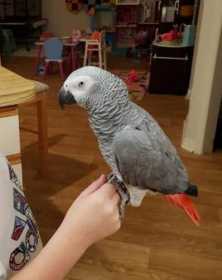 Lost African Grey