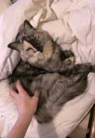 Lost Cat