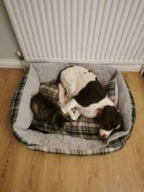 Lost Dog