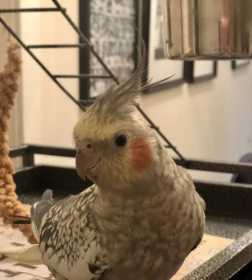 Lost Cockatiel