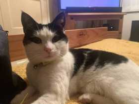 Lost Cat