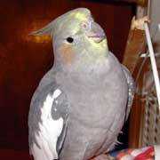 Lost Cockatiel