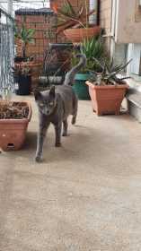 Lost Cat