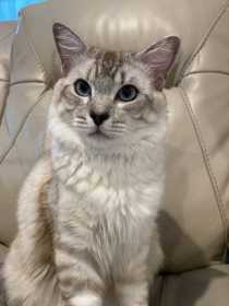 Lost Cat