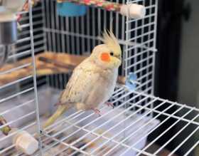 Lost Cockatiel