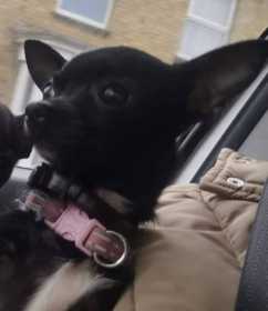 Lost Dog