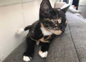 Lost Cat