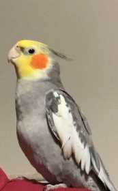 Lost Cockatiel