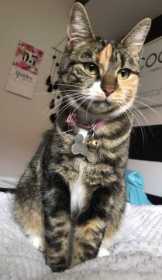 Lost Cat