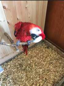 Lost Macaw