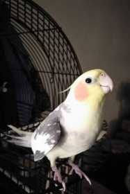 Lost Cockatiel