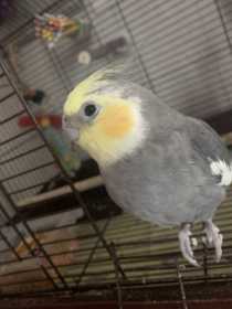 Lost Cockatiel