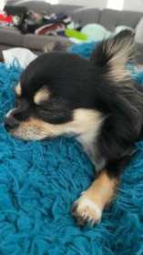 Lost Dog