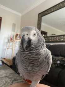 Lost African Grey