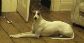 Lost Dog