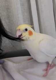 Lost Cockatiel