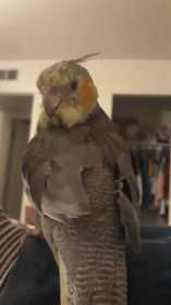 Lost Cockatiel