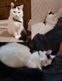 Lost Cat